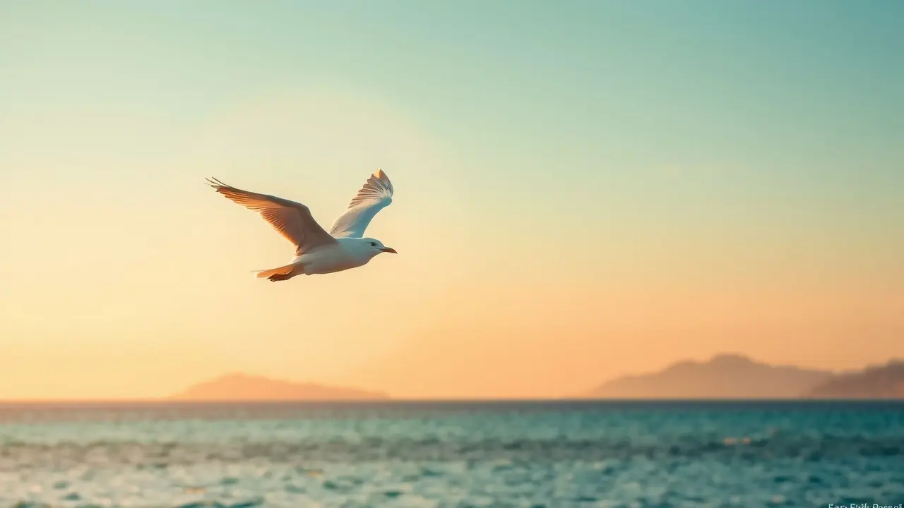 Gaivota voando no céu ao pôr do sol