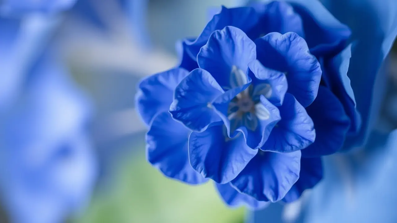 Hortênsia azul em close-up.