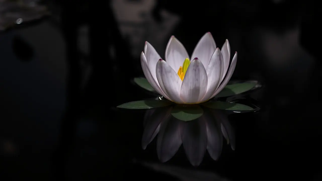 Vitória-régia florescendo à noite.